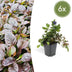 6x Kriechender Günsel (Ajuga reptans) 10-25cm Bild 1