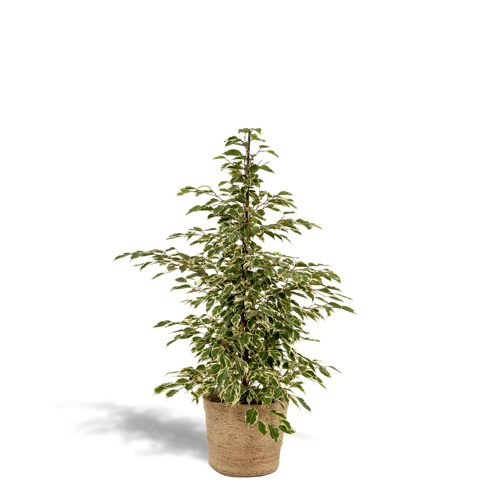 Ficus benjamina Twilight - Ø21cm - ↕95cm + Korb Selin
