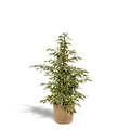 Ficus benjamina Twilight - Ø21cm - ↕95cm + Korb Selin