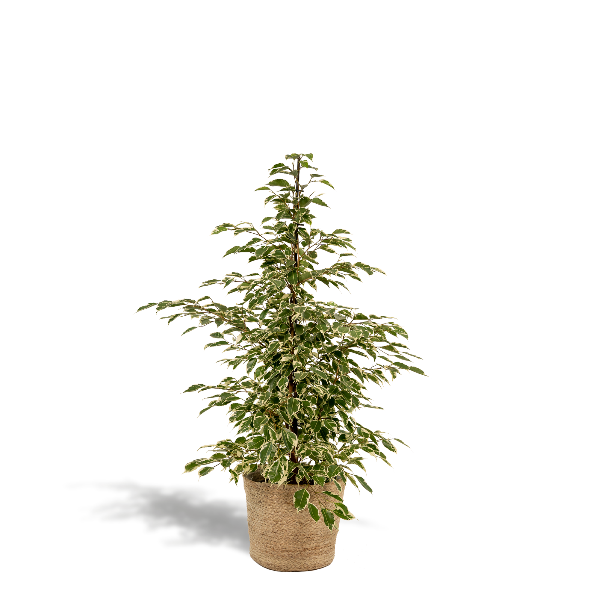 Ficus benjamina Twilight - Ø21cm - ↕95cm + Korb Selin