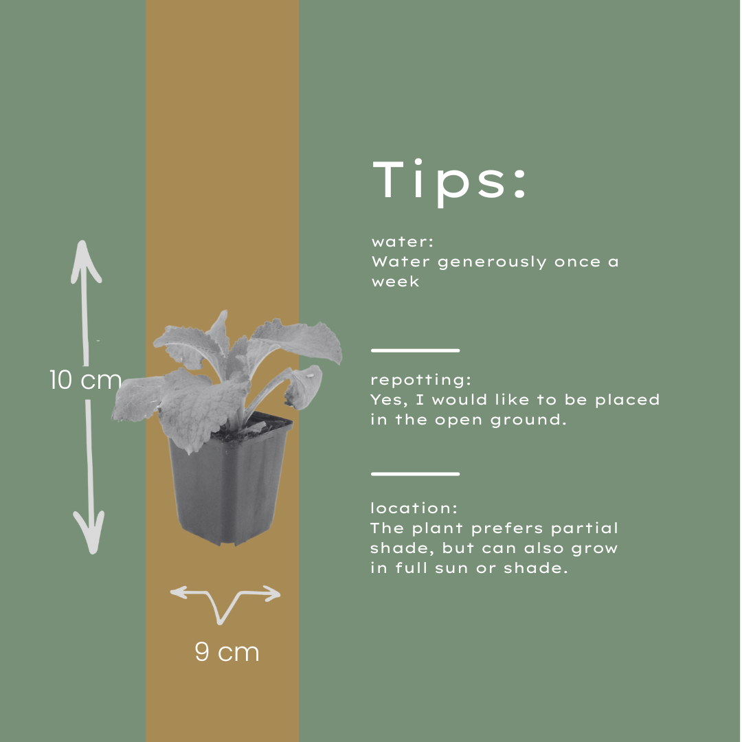 12x Roter Fingerhut (Digitalis purpurea), 10-25cm, Ø9cm