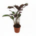 Calathea Fusion White Basic - 14cm Topf, 40cm hoch Bild 1
