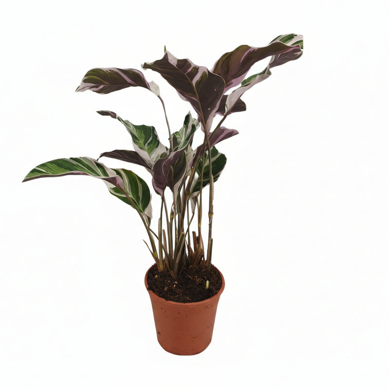 Calathea Fusion White Basic - 14cm Topf, 40cm hoch