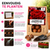 Tulpenzwiebeln Bombastic Red – 20 Stück | KH Bloembollen® | Rote Pfingsttulpe – Doppelt blühend & luxuriös – Für Garten oder Topf – Größe 11/12 – Frisch vom Züchter! Bild 3