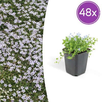 48x Isotoma fluviatilis: Blauer Sternteppich Bodendecker für Ihren Garten