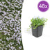 48x Isotoma fluviatilis: Blauer Sternteppich Bodendecker für Ihren Garten Bild 1