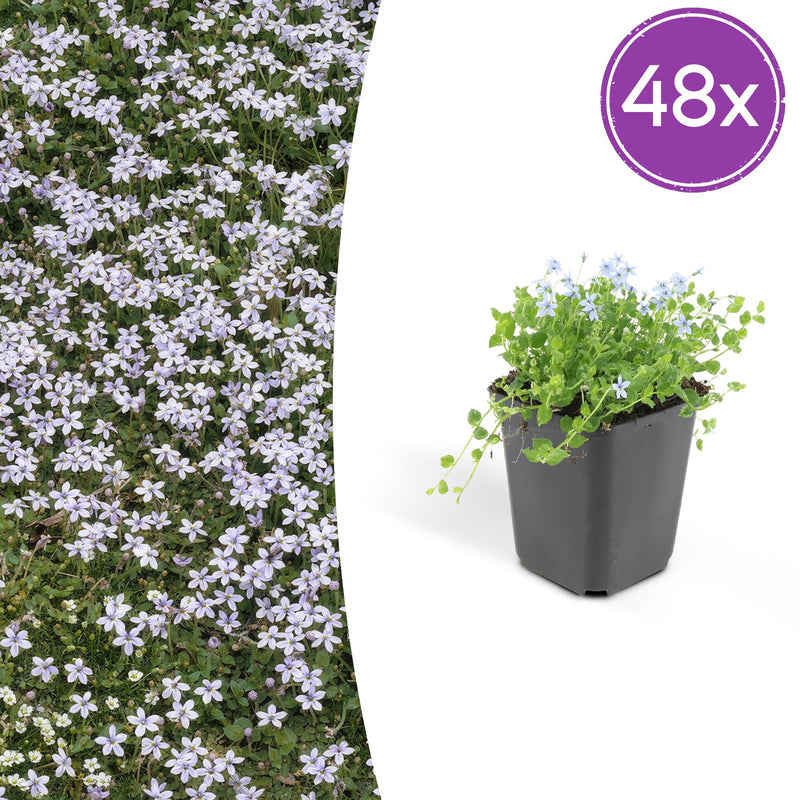 48x Isotoma fluviatilis: Blauer Sternteppich Bodendecker für Ihren Garten