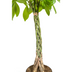 Pachira Aquatica Ø27cm - ↕130 - 150cm Bild 4