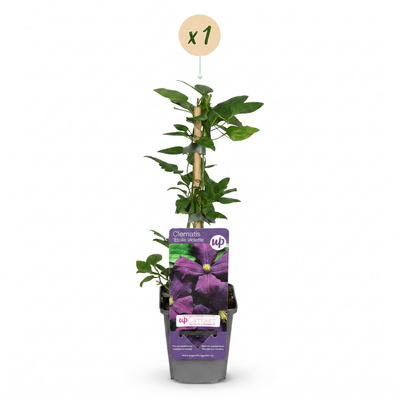 Clematis 'Etoile Violette' - Lila Kletterpflanze, Ø9cm Topf, 35cm hoch