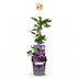 Clematis Etoile Viol - Waldrebe Étoile Violette - Lila - Kletterpflanze - Ø9cm - ↕35cm Bild 2