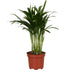 Areca Dypsis Palm Ø12cm - 35cm - Tropical Flair for Your Home Bild 1