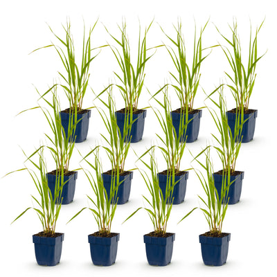Green boutiQ - Gräser - Molinia caer. Heidebraut - Rohrbinse - Mit Blüte - Grün - 12 Pflanzen - Topf 11cm - Höhe 15-25cm