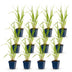 Green boutiQ - Gräser - Molinia caer. Heidebraut - Rohrbinse - Mit Blüte - Grün - 12 Pflanzen - Topf 11cm - Höhe 15-25cm Bild 2