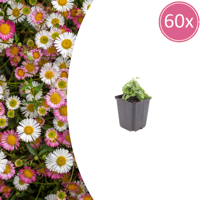 60x Karvinskis Gänseblümchen (Erigeron karvinskianus) - 10-25cm
