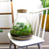 Bottle Garden Sam XL: DIY Plant Terrarium 35cm, incl. Tools & Instructions Bild 4