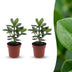 Green boutiQ - Clusia Princess - Clusia - 2 Pflanzen - Topf 12cm - Höhe - 40cm Bild 1