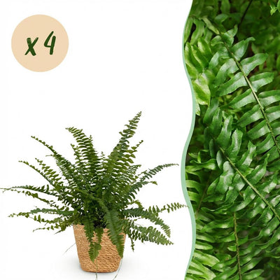 Green Lady Farn (4 Stk.) - Haustierfreundlich - Topf 12cm