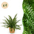 Green Lady Farn (4 Stk.) - Haustierfreundlich - Topf 12cm Bild 1