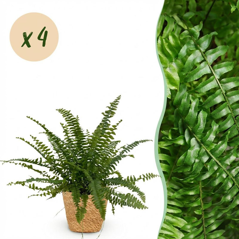 Green Lady Farn (4 Stk.) - Haustierfreundlich - Topf 12cm