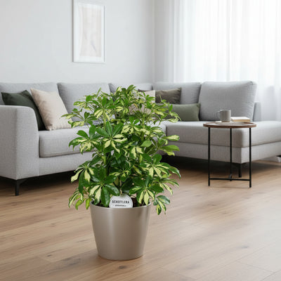 Schefflera Gerda - Ø21cm - ↕55cm