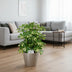 Schefflera Gerda - Ø21cm - ↕55cm Bild 2