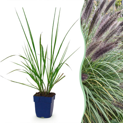 Green boutiQ - Gräser - Pennisetum alop. Black Beauty - Lampenputzergras - Mit Blüte - Grün - 1 Pflanzen - Topf 11cm - Höhe 15-25cm