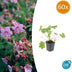 60x Geranium macrorrhizum 'Ingwersen's Var.' Bodendecker (10-25cm) Bild 1