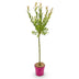 Salix Flamingo Weide - Ø19cm - 90-100cm - Rosa Laub Bild 2