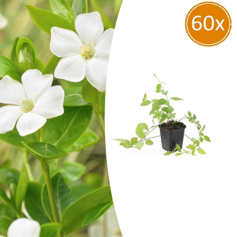 Großes Immergrün Alba 60er Set: Weiße Bodendecker für Ihren Garten