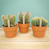 Cactus Set of 3 in Terracotta Pot Bild 3