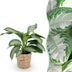 Aglaonema Silver Bay Zimmerpflanze im 17cm Topf, Höhe 70-75cm Bild 1
