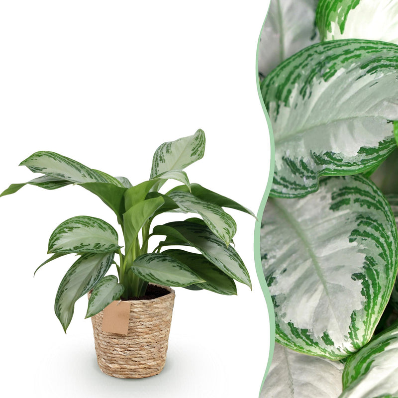Aglaonema Silver Bay Zimmerpflanze im 17cm Topf, Höhe 70-75cm