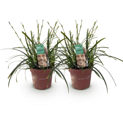 GreenboutiQ Ziergras Carex 'Intense Green', 2 Pflanzen im 17cm Topf