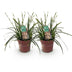 GreenboutiQ Ziergras Carex 'Intense Green', 2 Pflanzen im 17cm Topf Bild 2