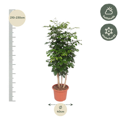 Radermachera Hainanensis: 190cm Baum mit glänzenden Blättern