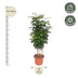 Radermachera Hainanensis: 190cm tree with glossy leaves Bild 2
