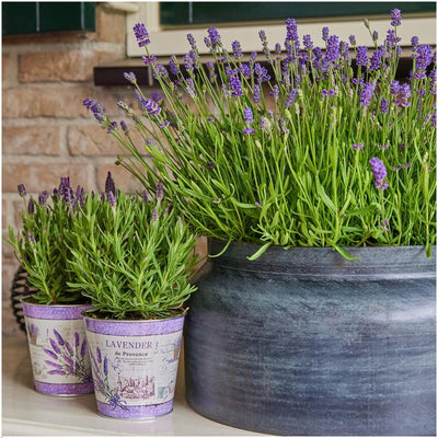 3er Set Lavendel 'Felice' im Deko-Topf (13 cm)