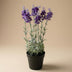 Künstlicher Lavendel im Topf, violett, 28 cm Bild 2
