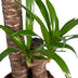Yucca Elephantipes: Robust Houseplant in Ø17cm Pot, 85cm High Bild 3