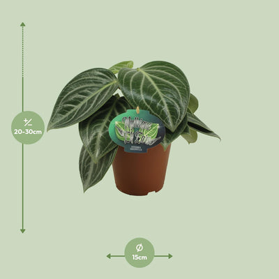 Peperomia Sarcophylla - Zimmerpflanze mit attraktiven Blattmustern