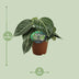 Peperomia Sarcophylla - Zimmerpflanze mit attraktiven Blattmustern Bild 2