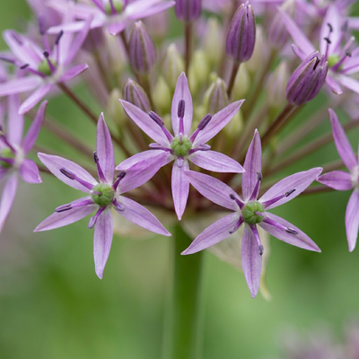 15x Allium Christophii Zwiebeln - Lila Sternblumen für Ihren Garten