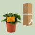 Peperomia Obtipan Ø11cm, ↕15cm - Pflegeleichte Zimmerpflanze Bild 4
