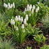50x Muscari White Magic - Weiße Traubenhyazinthen Zwiebeln, Größe 6/7 Bild 2