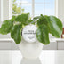 Pilea Sugar Zimmerpflanze im 13cm Topf, ca. 20cm hoch Bild 2
