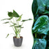 Alocasia Cucullata: Exotische Grünpflanze mit grauem Topf Bild 1