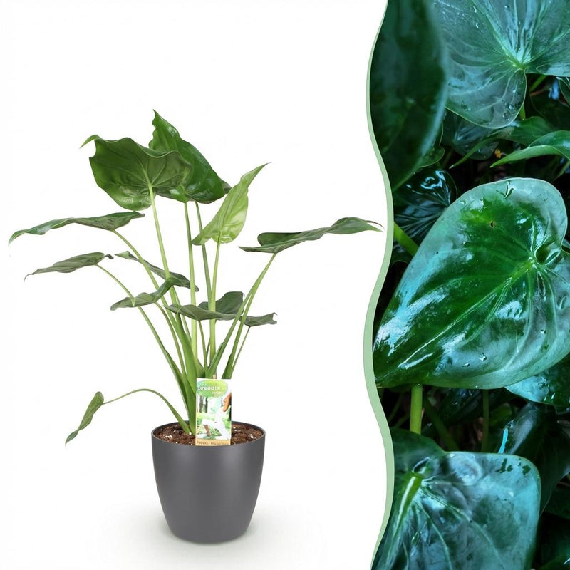 Alocasia Cucullata: Exotische Grünpflanze mit grauem Topf