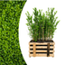 Paletten-Angebot Heckenpflanzen: 50 Ligustrum Ovalifolium ↕ 60-80 - Ø 19cm | Mini-Palette Bild 2