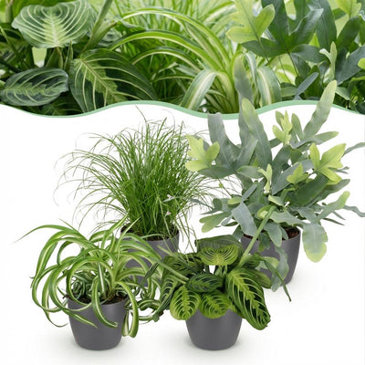 Green boutiQ Pflanzenmix: Chlorophytum, Cyperus, Phlebodium, Maranta (4er Set)