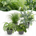 Green boutiQ Plant Mix: Chlorophytum, Cyperus, Phlebodium, Maranta (Set of 4) Bild 1